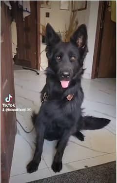 BLACK GERMAN SHEPHERD female For Sale | Daughter Of imported Jessy