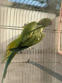 Green ring neck breeder male