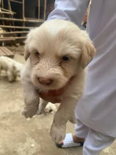 3 puppies for sale 3 male puppies and 1 female urgently sale