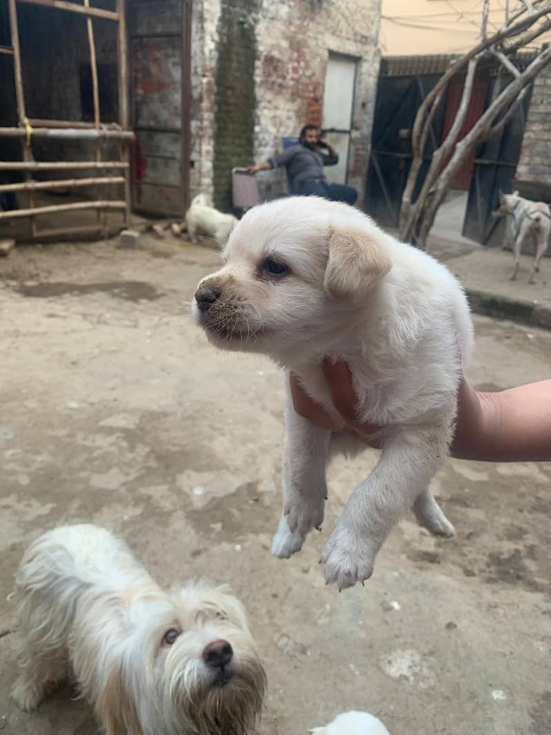 3 puppies for sale 3 male puppies and 1 female urgently sale 1