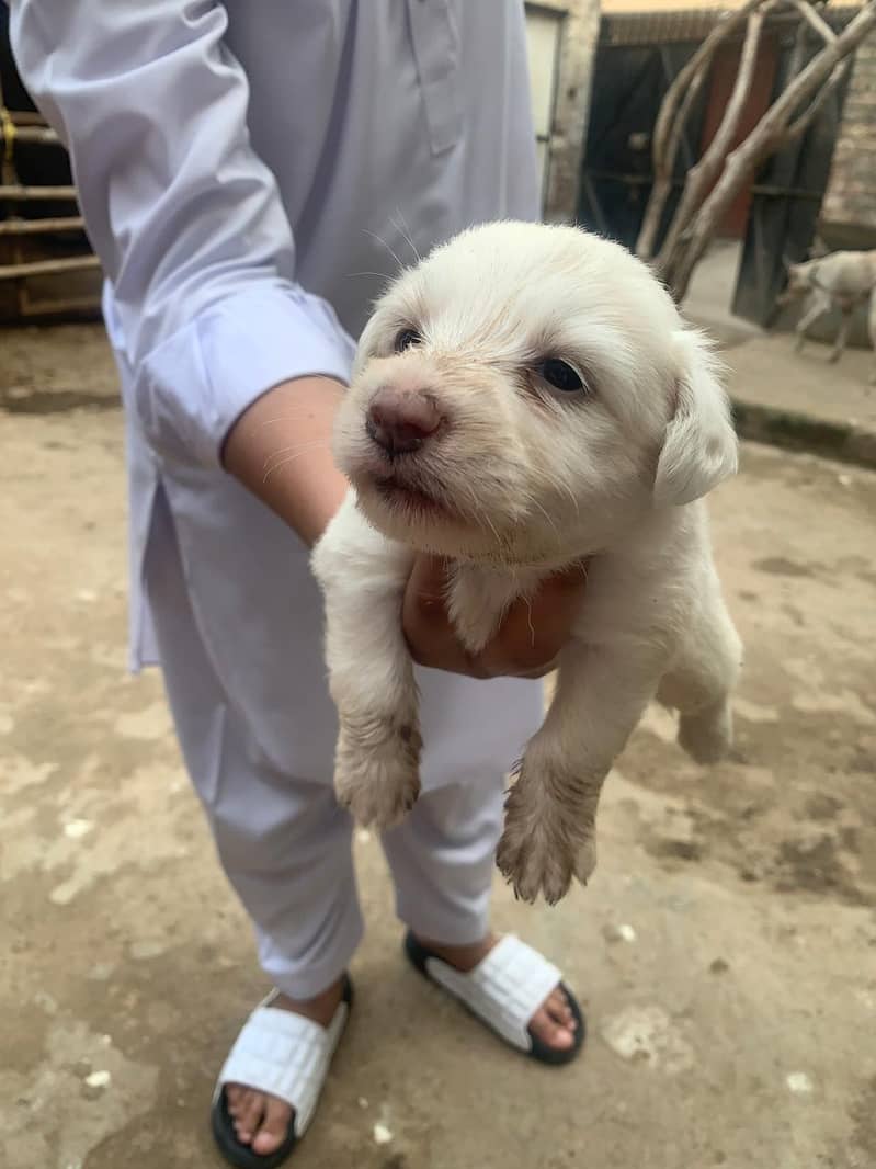 3 puppies for sale 3 male puppies and 1 female urgently sale 2