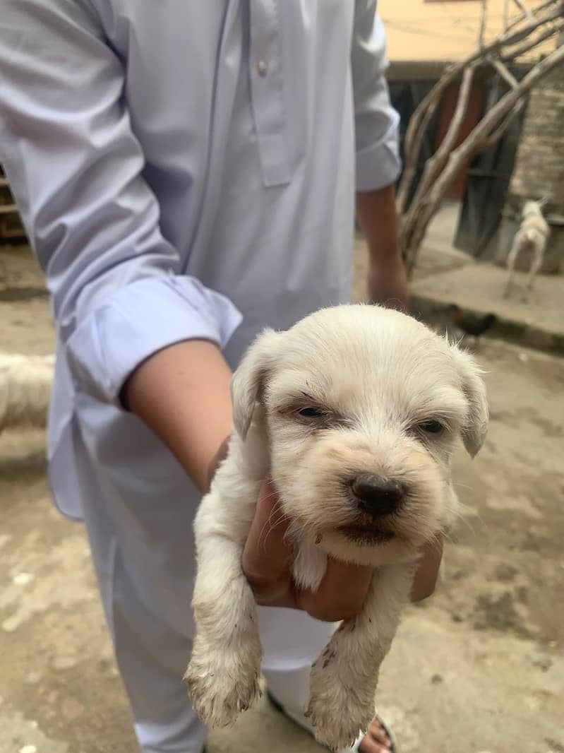 3 puppies for sale 3 male puppies and 1 female urgently sale 3