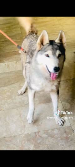 husky female non pedigree