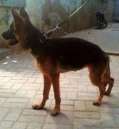 German Shepherd female available 6 month age vacination card available