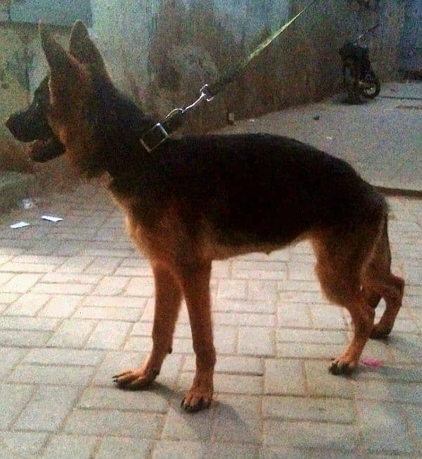 German Shepherd female available 6 month age vacination card available 0