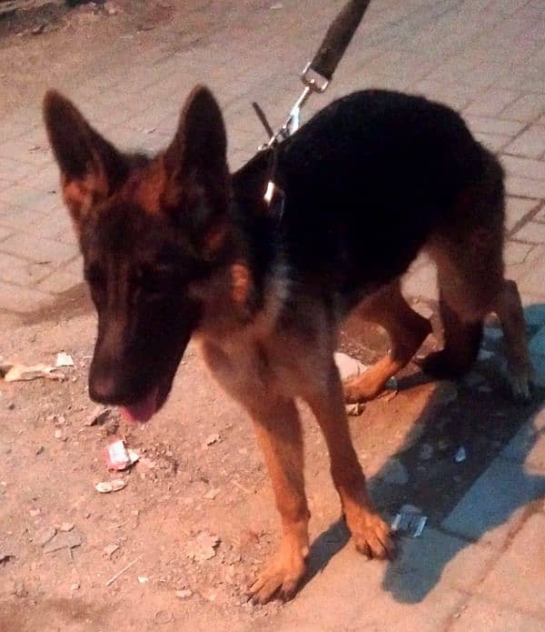 German Shepherd female available 6 month age vacination card available 1