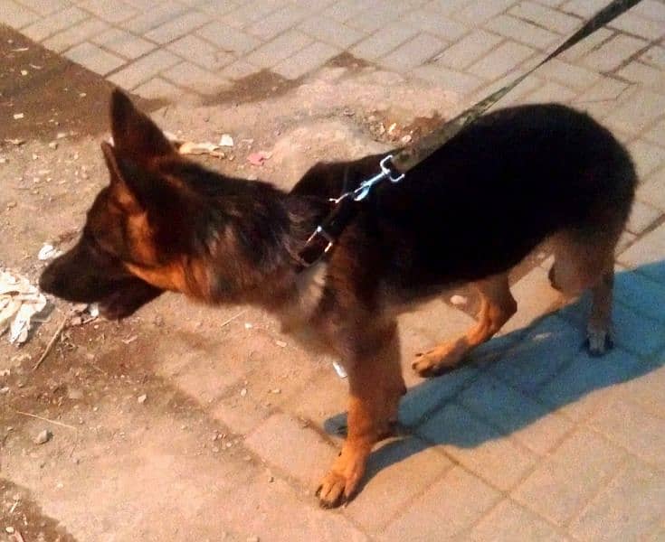 German Shepherd female available 6 month age vacination card available 2