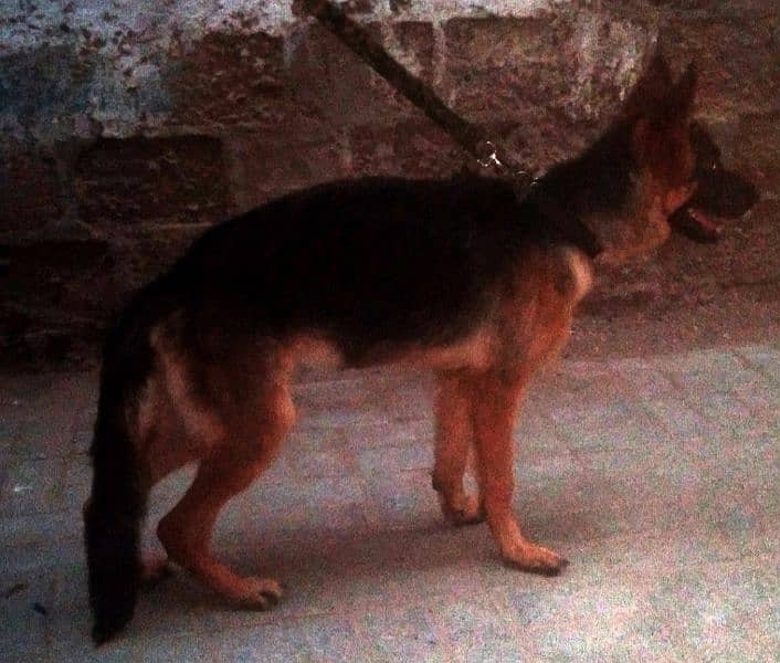 German Shepherd female available 6 month age vacination card available 3