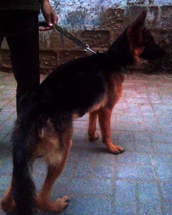 German Shepherd female available 6 month age vacination card available 4