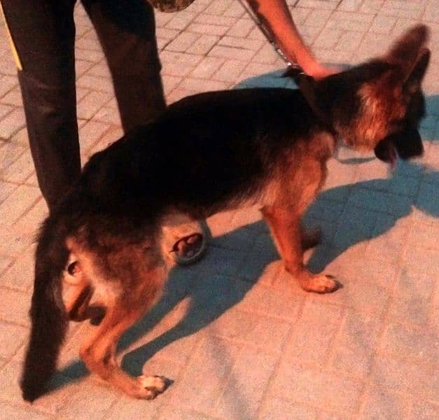 German Shepherd female available 6 month age vacination card available 5