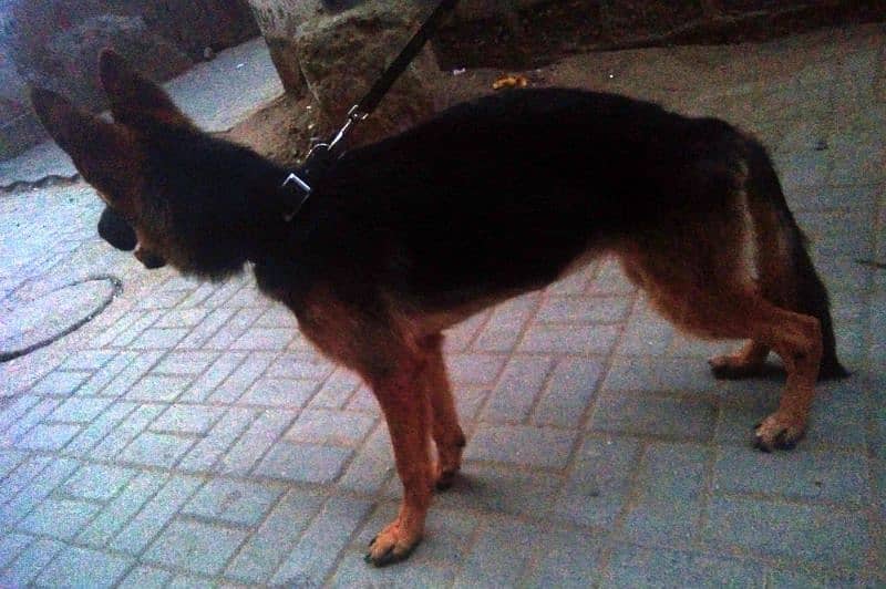 German Shepherd female available 6 month age vacination card available 6