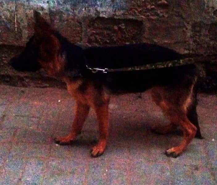 German Shepherd female available 6 month age vacination card available 7