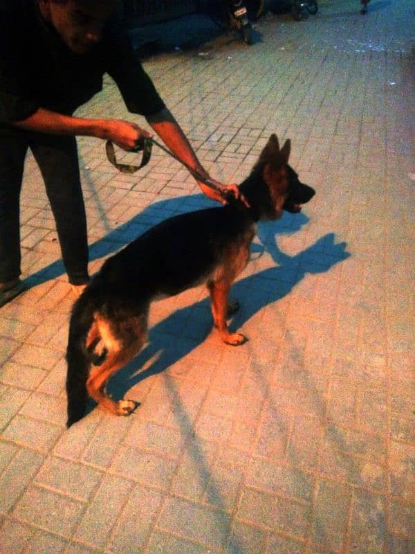 German Shepherd female available 6 month age vacination card available 8