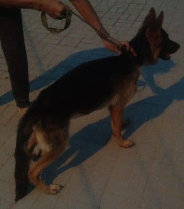 German Shepherd female available 6 month age vacination card available 9