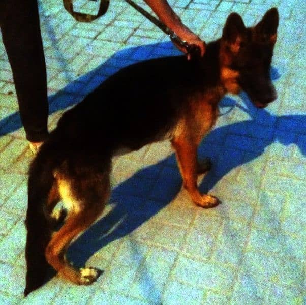 German Shepherd female available 6 month age vacination card available 11