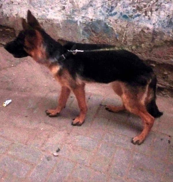 German Shepherd female available 6 month age vacination card available 12