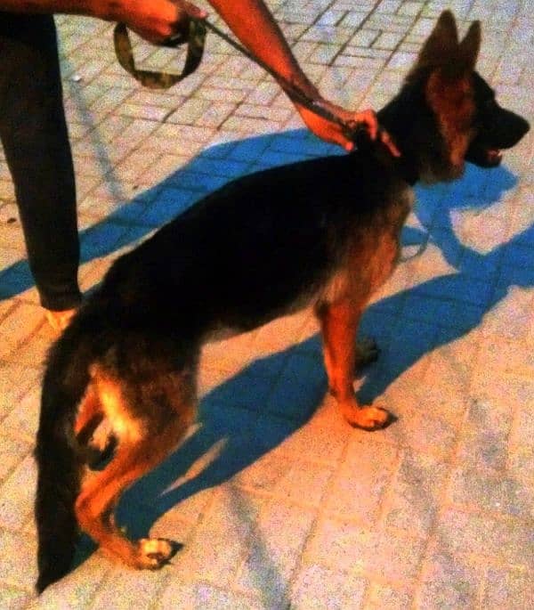 German Shepherd female available 6 month age vacination card available 13