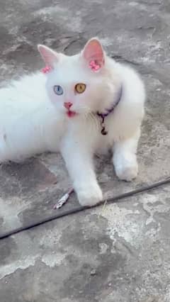 persian cat