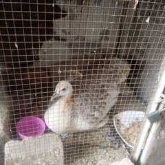 White female Peacock age 1.5 saal