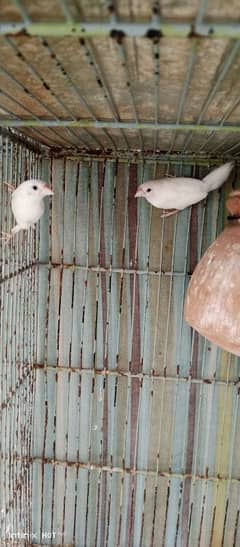 Bangles Finch 3 Adult and Beautyfull pair