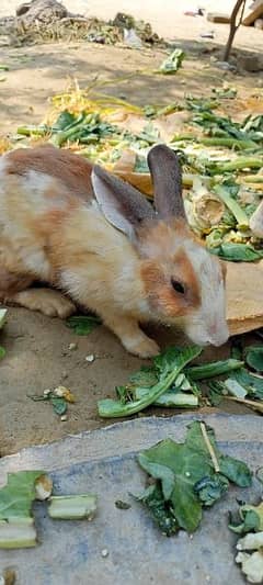 bearder rabbit for sale