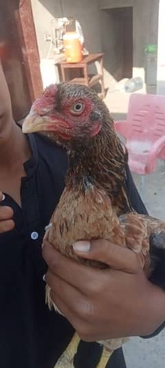 Aseel hens  or aseel chicks for sale hai 03067119258