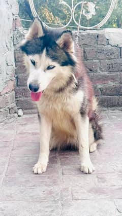 SEBRIAN HUSKY FEMALE   | Dog | Siberian Husky | Husky  Dog