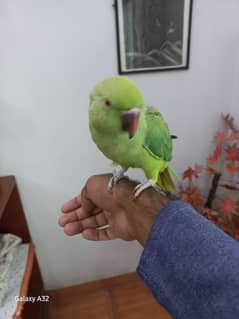 parrot