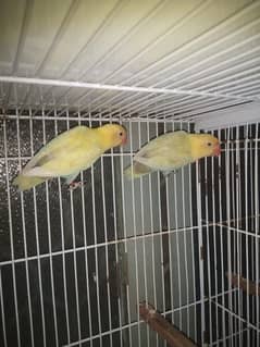 breeder pair for sale 03298394346