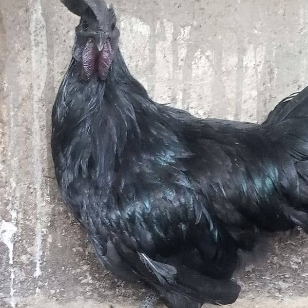 Ayam cemani 0