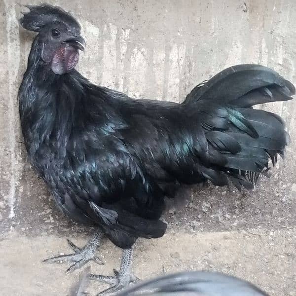 Ayam cemani 1