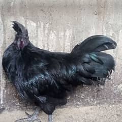 Ayam