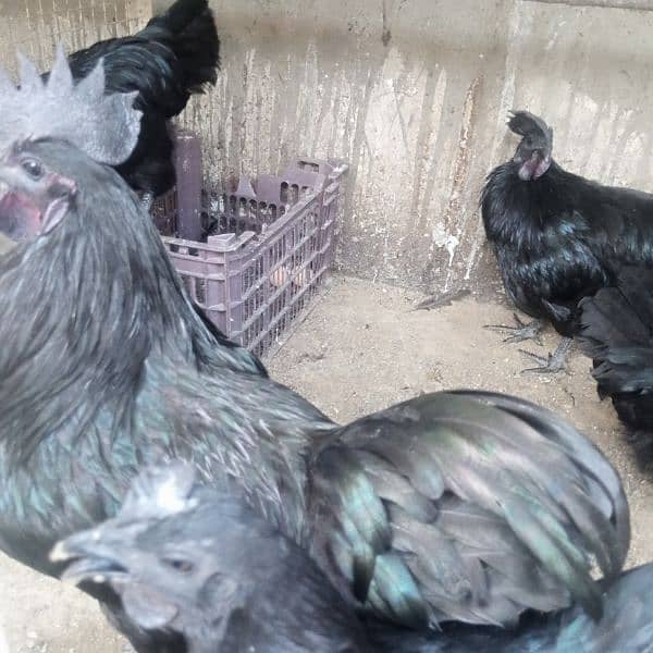 Ayam cemani 4