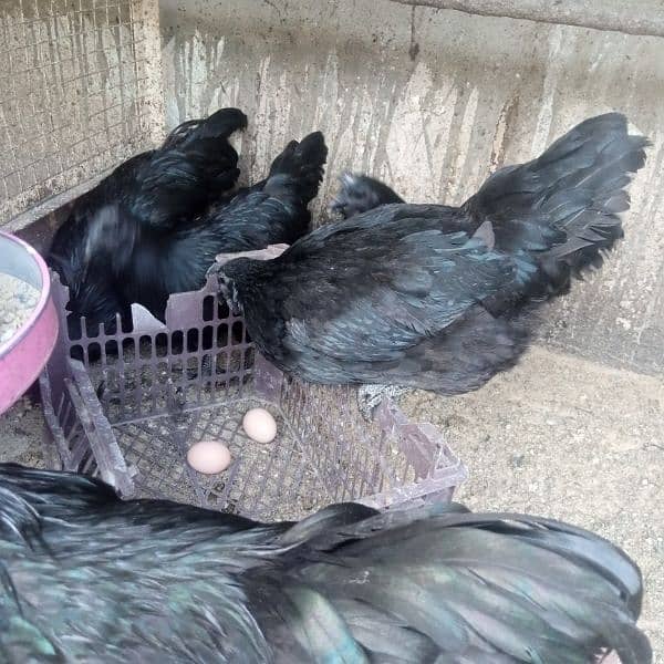 Ayam cemani 6