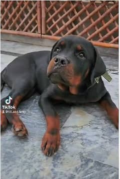 PURE Rottweiler PUP | Rottweiler PUPPY | PUNCH  FACE | PKU (ped)