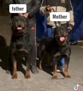 PURE Rottweiler PUP | Rottweiler PUPPY | PUNCH  FACE | PKU (ped) 1