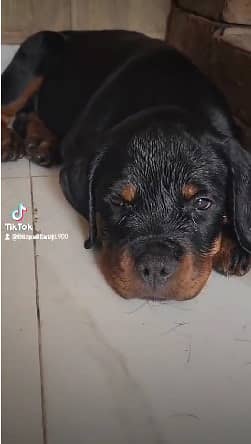 PURE Rottweiler PUP | Rottweiler PUPPY | PUNCH  FACE | PKU (ped) 2