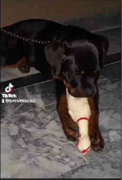 PURE Rottweiler PUP | Rottweiler PUPPY | PUNCH  FACE | PKU (ped) 3