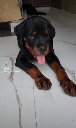 PURE Rottweiler PUP | Rottweiler PUPPY | PUNCH  FACE | PKU (ped) 4