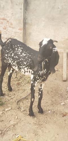 pregnant goat and path 03269189860