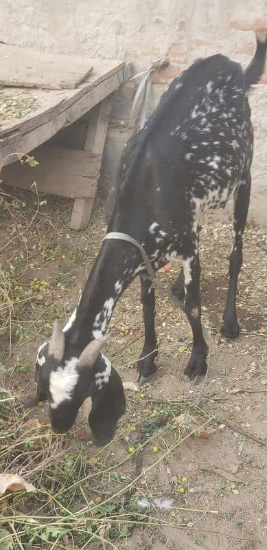 pregnant goat for sale 03269189860 2