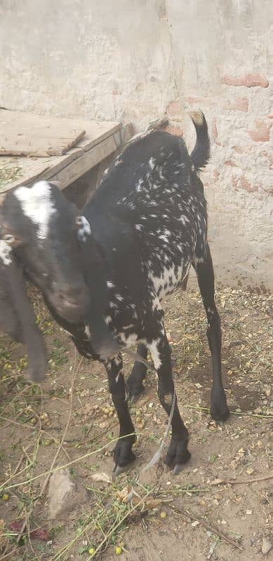 pregnant goat for sale 03269189860 3