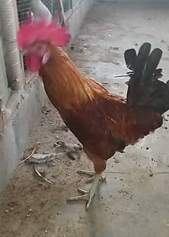 Fancy & Desi Murghay Rooster Pair & Chicks available