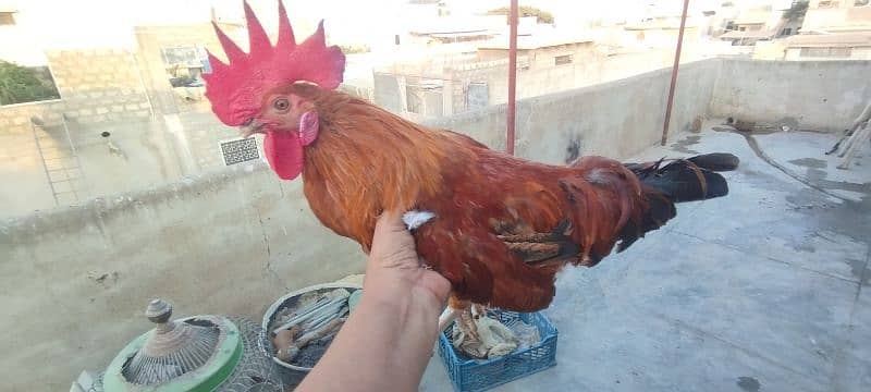 Fancy & Desi Murghay Rooster Pair & Chicks available 1