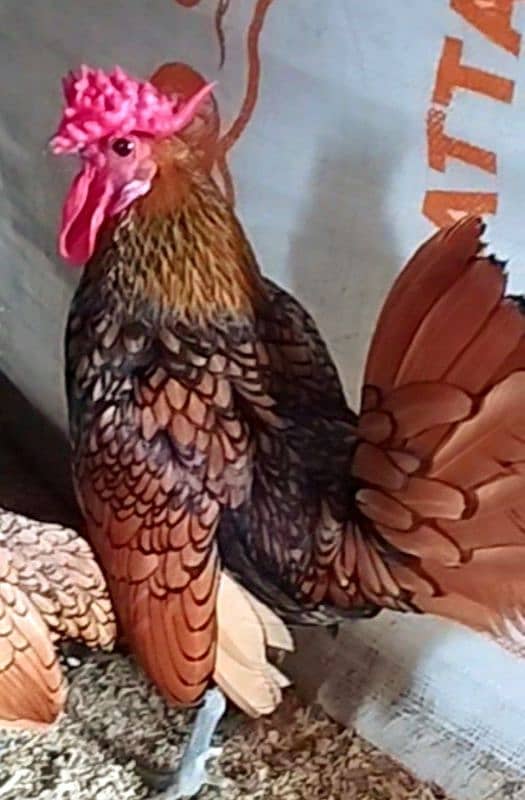 Fancy & Desi Murghay Rooster Pair & Chicks available 2