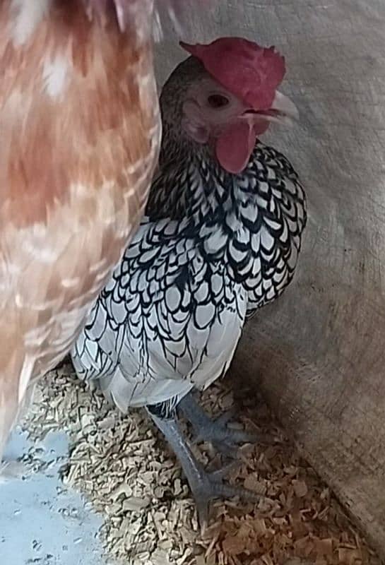 Fancy & Desi Murghay Rooster Pair & Chicks available 3