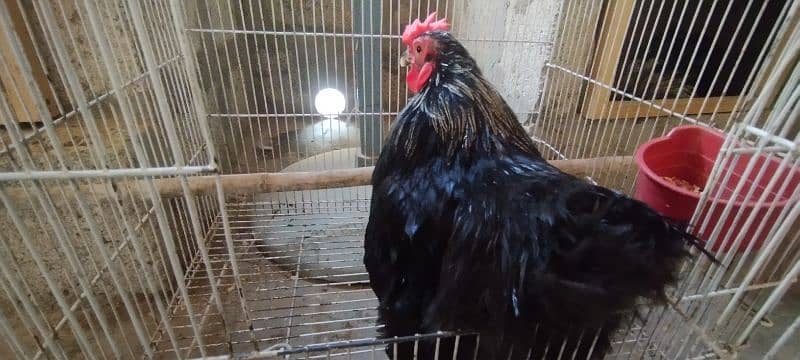 Fancy & Desi Murghay Rooster Pair & Chicks available 5