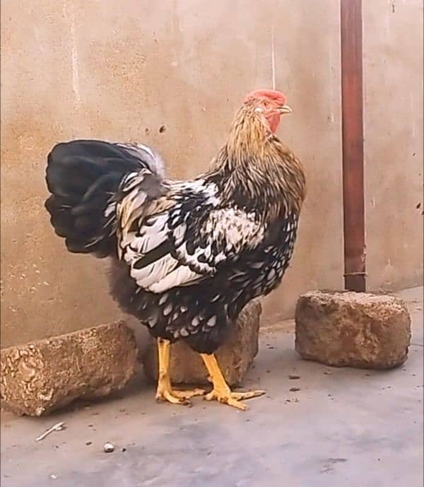 Fancy & Desi Murghay Rooster Pair & Chicks available 7