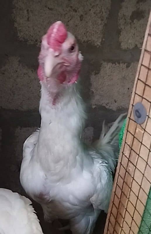 Fancy & Desi Murghay Rooster Pair & Chicks available 8