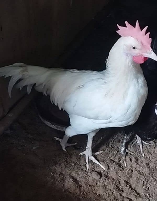 Fancy & Desi Murghay Rooster Pair & Chicks available 10